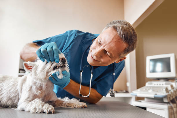 Best Emergency Root Canal Treatment in Winslow, AZ